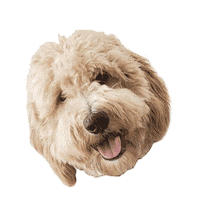sully goldendoodle Sticker by ripleyandrue