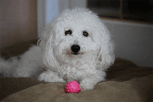 dog wink GIF