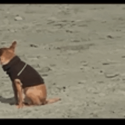 dog beach GIF by The Videobook