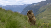 symphony for our world GIF by Nat Geo Wild 