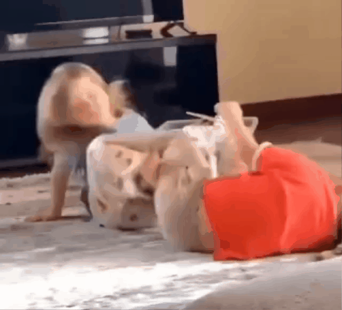 fpslace giphygifmaker bye rolling catfight GIF