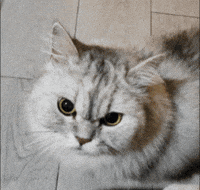 White Cat GIF