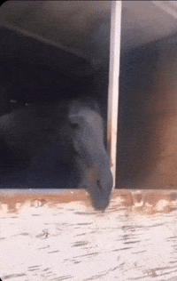 Crazy Horse What GIF