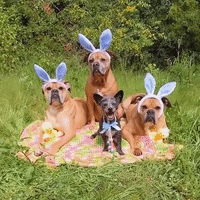 Rescue Dogs Ready for Easter Egg Hunt