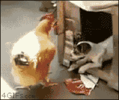 dog fuck chicken get over here GIF