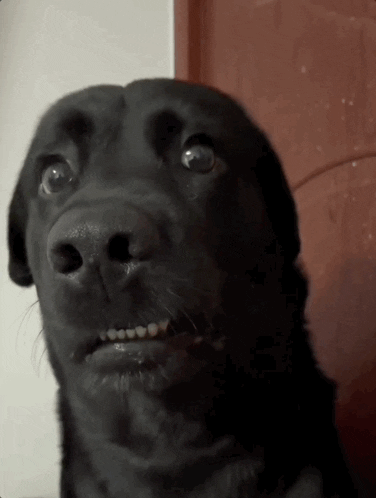 Video gif. Close up of a black dog with a slight underbite staring into the distance with a frightened expression. His snout senses that something's in the air. 