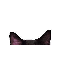 Peek-A-Boo Funny Cats Sticker by Rod Kim