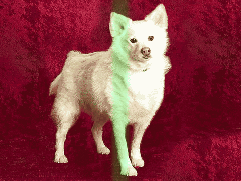 dog magic GIF by Nebraska Humane Society