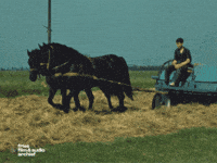 Horse Cheval GIF by Fries Film & Audio Archief