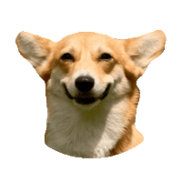 Corgi Grin Sticker by imoji
