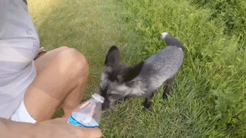 Thirsty Fox Takes a Well-Deserved Drink