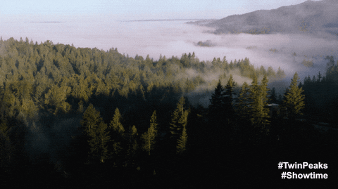 Twin Peaks Trees GIF by Twin Peaks on Showtime