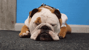 Happy Butler Bulldogs GIF by Butler University