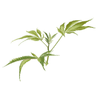 Art Grow Sticker