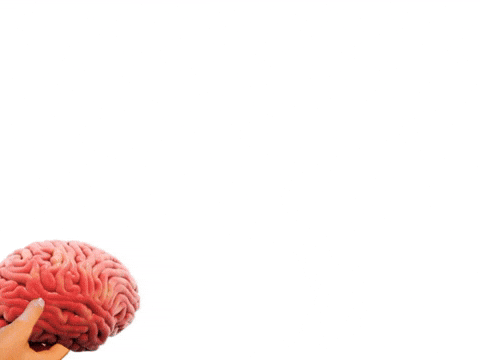 Brain No Thanks GIF