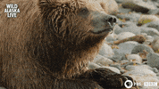 Bbc One Bear GIF by BBC