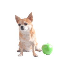 Animated Sticker