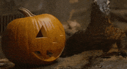 jack o lantern halloween GIF by San Diego Zoo