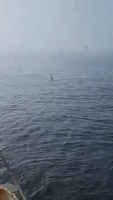Orca Swims Alongside Fishing Boat