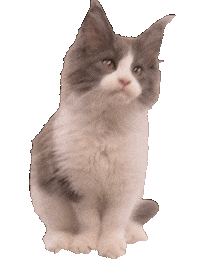 Muffincat Sticker by tanabystronova