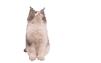 Muffincat Sticker by tanabystronova