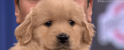 TV gif. Close-up of a fluffy golden puppy on the Tonight Show; the image freezes when the puppy winks. Text, "Puppy wink!!!!"