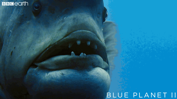 blue planet fish GIF by BBC Earth
