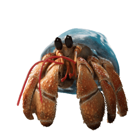 Hermit Crab What Sticker by JoinZuzu