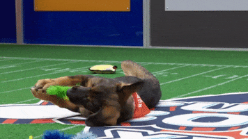 Animal Planet GIF by Puppy Bowl