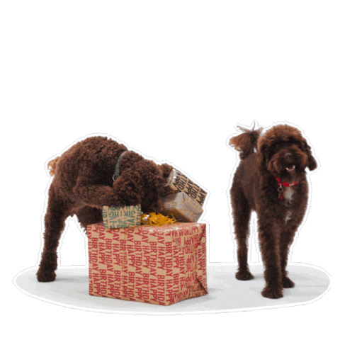 Happy Birthday Sticker by Petsure UK