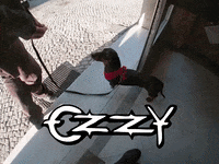 Dog Costa GIF by abana a cauda