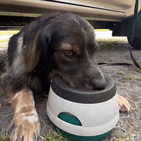 Tvln GIF by The Vanlife Network