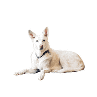 White Dog Sticker by mister bk!