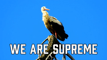 We Are Supreme