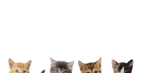 Cat Love Sticker by Luna Pets