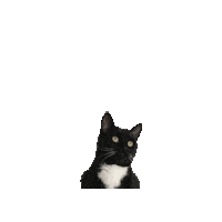 Black And White Cat Sticker