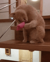 catnipy catnipy GIF