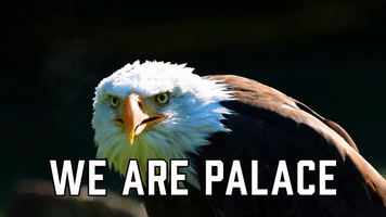 We Are Palace