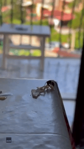 Sneaky Wasp Flies Off With Meat