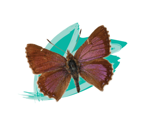 Endangered Species Australia Sticker by NSW Department of Planning, Industry and Environment