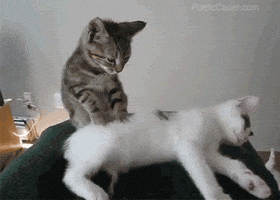 Video gif. Gray striped kitten making biscuits on the body of a white kitten with a black tail, giving them a relaxing massage.