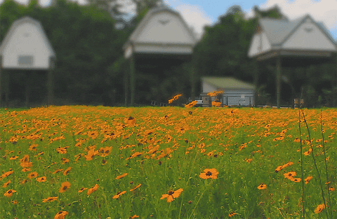 flowers spring GIF by University of Florida