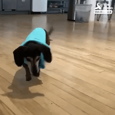 dog dachshund GIF by The Dodo