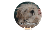 Puppy Love Sticker by cbsluckydog