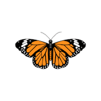 Fly Butterfly Sticker by Ricardo Martínez