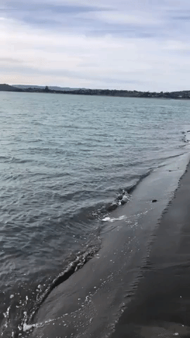 New Zealand Beachgoers' Delight as Killer Whales Swim Close to Shore