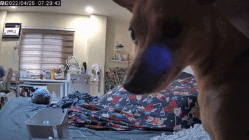 Dog Kiss GIF