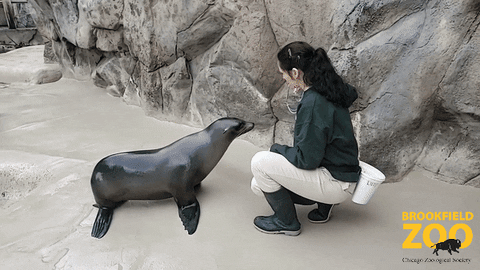 Sea Lion Thank You GIF by Brookfield Zoo
