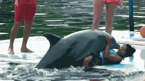 Dolphin Sex GIFs - Find &amp; Share on GIPHY 