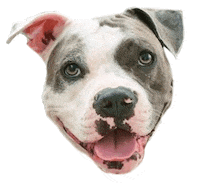 Earl Redbearddogtraining Sticker by Red Beard